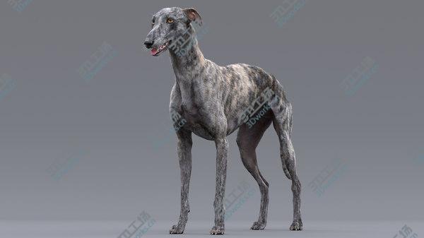 images/goods_img/20210312/3D model Greyhound (2) (Fur)/5.jpg